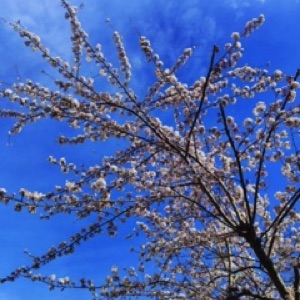 Quand Bayeux rime avec ciel bleu. Tapisserie rime avec 
